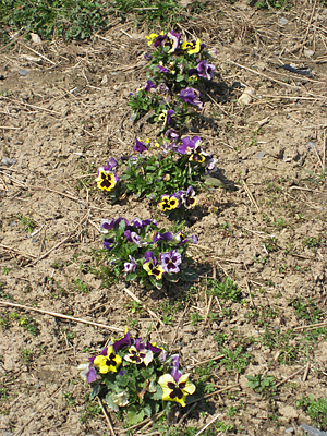 pansy mulched